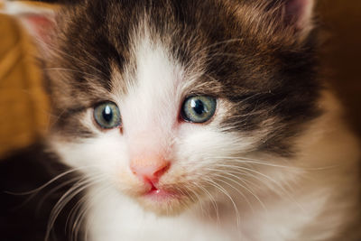 pet