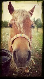 Close-up of horse in field