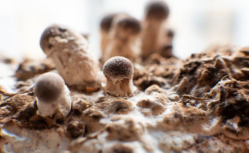 Close-up of mushrooms