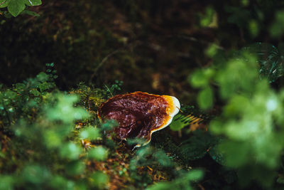 Close-up of mushroom growing on land