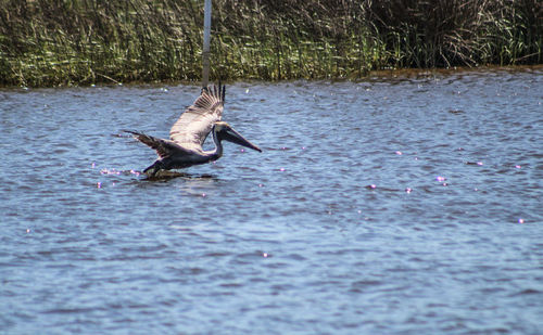 Bird in lake