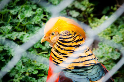 Close-up of bird