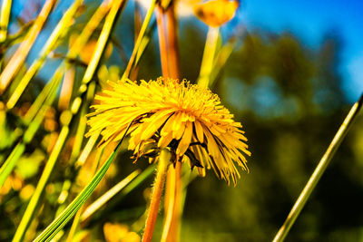 Close-up of yellow flowering plant on field