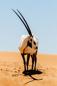 Oryx standing on desert land against sky