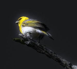 Close-up of bird perching on tree against black background