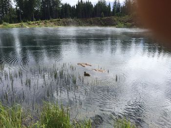 Swans swimming in lake