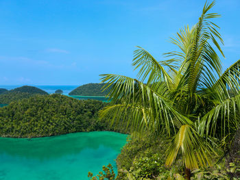 Scenic view of palm trees in raja ampat, indonesia