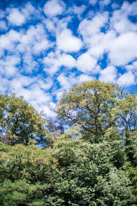 Low angle view of trees against sky