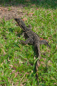 Lizard on a field