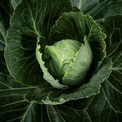 High angle view of green leaves on plant