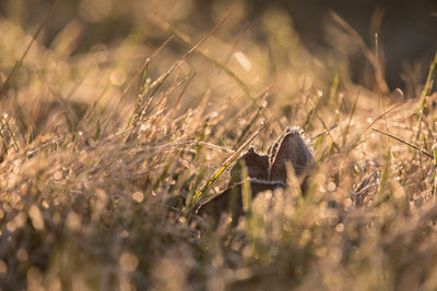 Close-up of frosted leaf on land