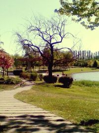 Bare trees in park