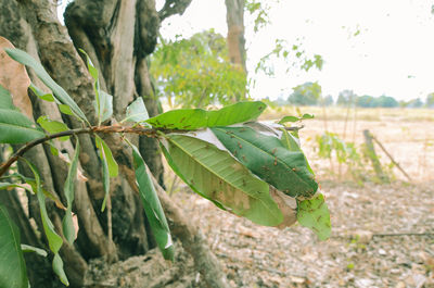 Close-up of plant growing on field