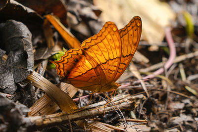 Close-up of butterfly on dry leaf