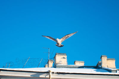 Low angle view of seagull flying against blue sky