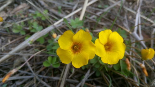 Close-up of yellow flower