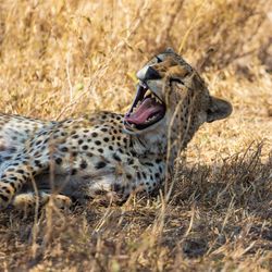 Close-up of a cheetah yawning