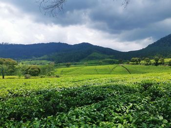 Scenic view of agricultural field against sky
