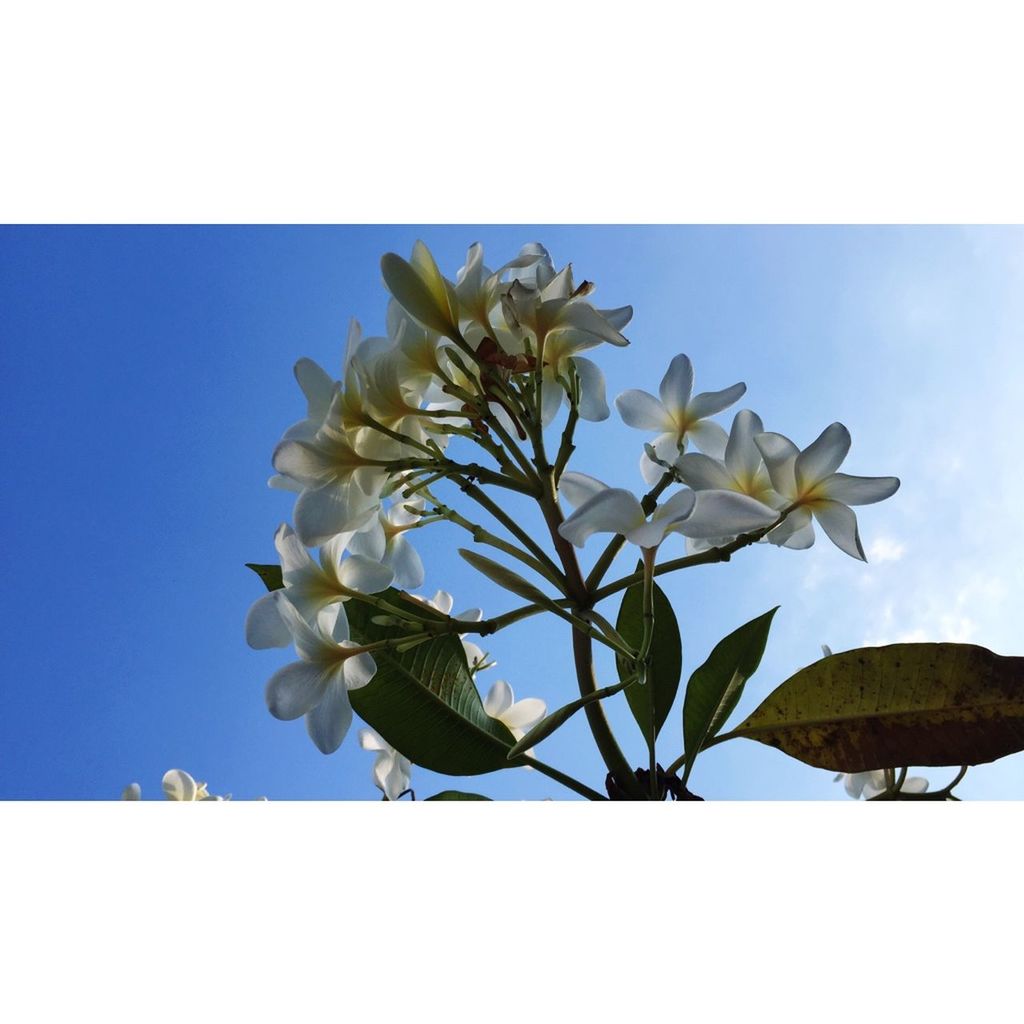 transfer print, flower, auto post production filter, clear sky, low angle view, growth, nature, fragility, bird, wildlife, blue, white color, copy space, freshness, beauty in nature, close-up, one animal, day, leaf, sunlight