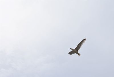 Low angle view of seagull flying in sky