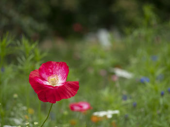 Close-up of red flower on field