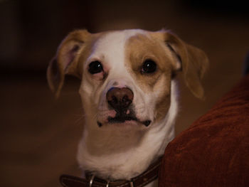 pet