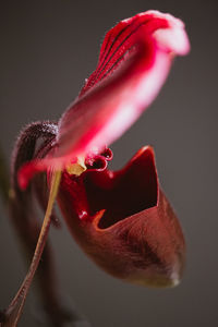 Close-up of red rose flower