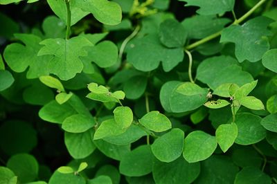 Close-up of raindrops on leaves