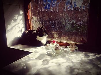 Cat looking away
