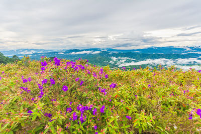 Flowering plants on field against sky