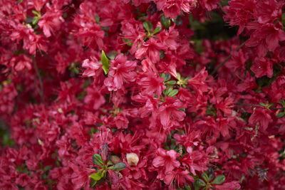 Full frame shot of red flowering plants