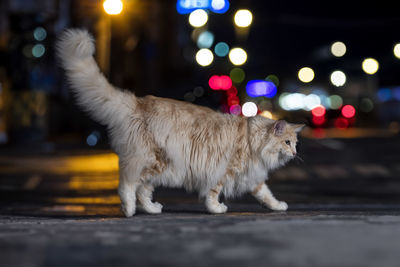 Close-up of cat walking on street