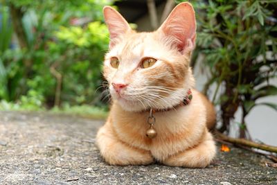 Close-up of a cat looking away
