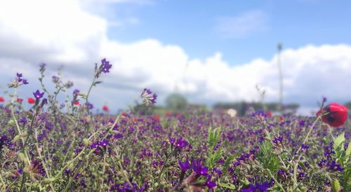 Close-up of purple flowering plants on field against sky