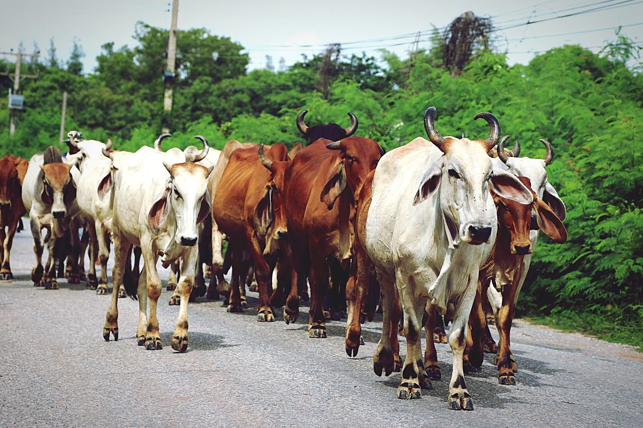 Cow in street