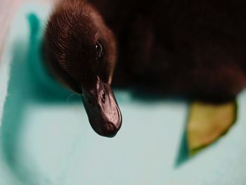 Close-up of bird