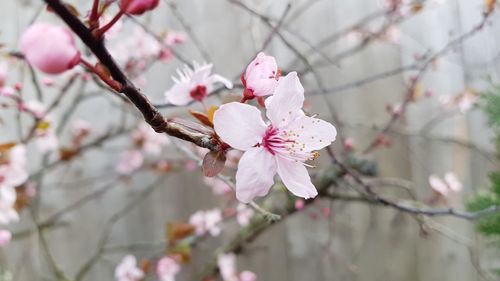 Cherry blossoms in spring