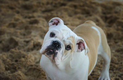 Close-up portrait of dog standing at beach