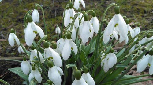 Close-up of white flowers