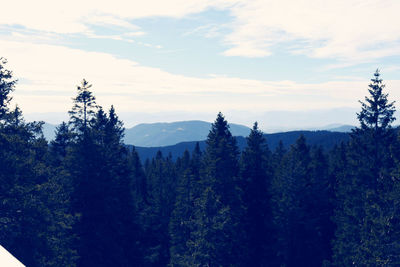 Scenic view of forest against sky