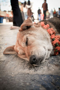 Close-up of dog looking away