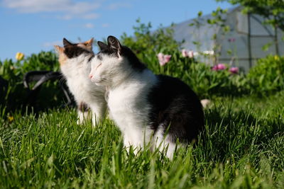 Cat in a field