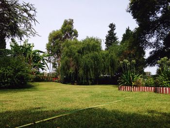 Trees on grassy field