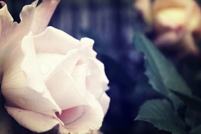 Close-up of rose against blurred background