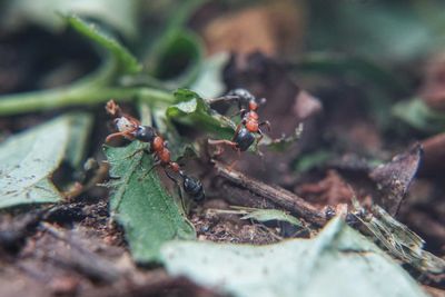 Close-up of ants on leaves