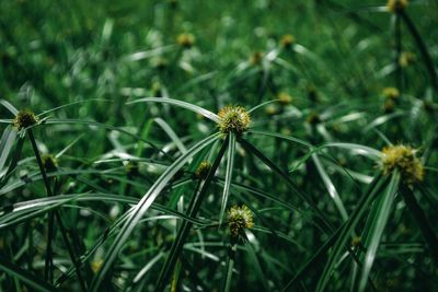 Close-up of flowering plant on field