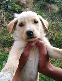 Close-up of hand holding puppy on field