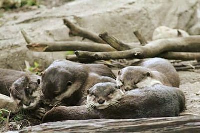 Two dogs resting on rock