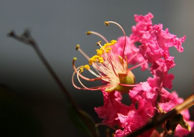 Close-up of pink flower