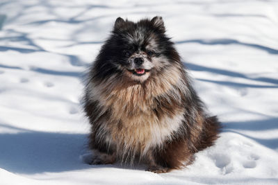 Close-up of dog on snow